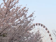 -顾村公园