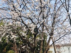 -塘沽森林公园