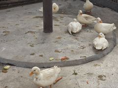 -保定市动物园