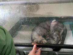 -安安宠医·安宠宠物医院