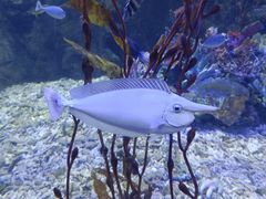 -太平洋海底世界