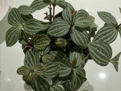 -观塘港茶餐厅(八一大道店)