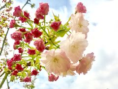 -绵阳盛世樱花悠乐谷