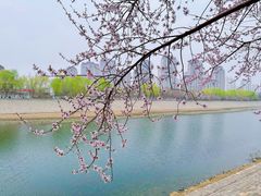 -桃花堤公园