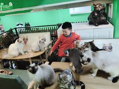 -李小姐の猫咖啡馆(五角场店)