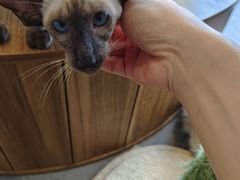 -飞行喵MR PILOT|猫舍·猫咖(静安大融城店)