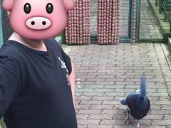 -新加坡飞禽公园