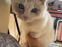 -老吴的猫·猫舍(新区店)