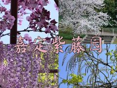 -嘉定紫藤园