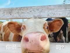 -大连铭湖国际观光牧场