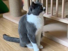 -猫和宫(六道口店)