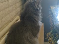 -平行世界·猫咖(首经贸店)