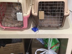 -爱侣·安琦尔宠物医院·中兽医针灸·心内科·狂犬免疫点(宝山区院)