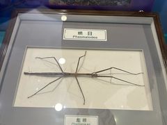-上海昆虫博物馆