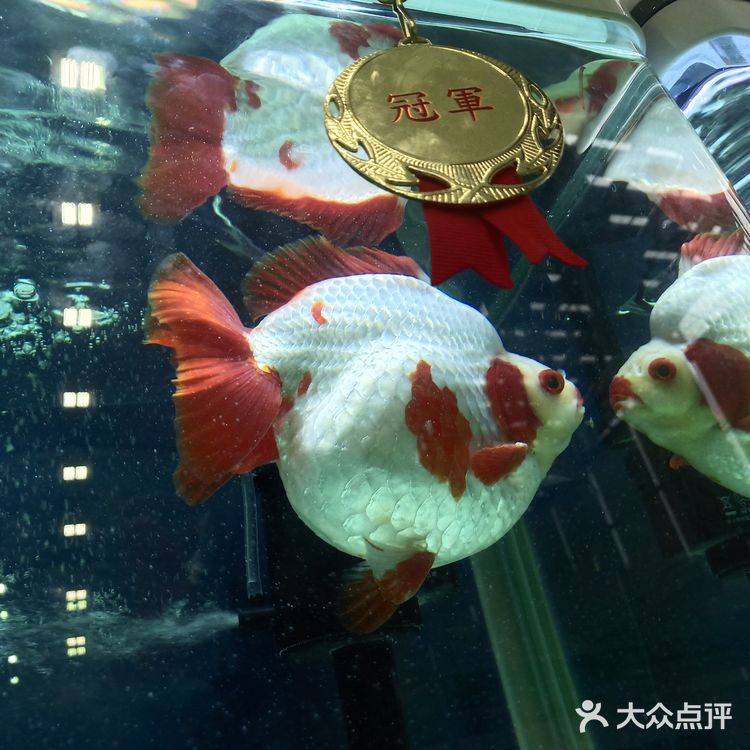 宠物展也太好吸猫撸狗了！[亲亲][亲亲][亲亲]