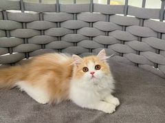 -lincat·猫舍(广州店)