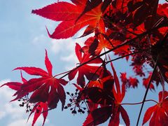 -宁波浙东大竹海景区