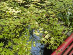 -井之头恩赐公园