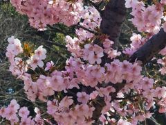 -顾村公园3号门停车场