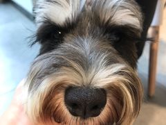 -帕帕拉兹宠物(亚洲旗舰店)