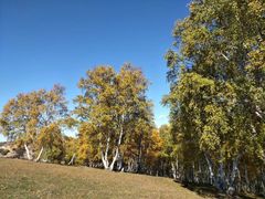 -乌兰布统景区-白桦林