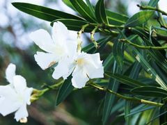 -上海吴淞炮台湾国家湿地公园