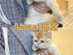 -lincat·猫舍(广州店)