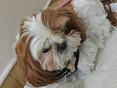 -美联众合动物医院·24h转诊中心