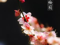 -无锡梅园公园