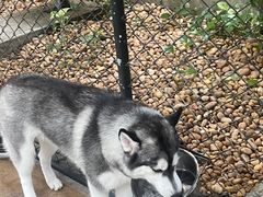 -TrueLove @ Neverland (Husky Cafe)