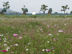 -天适樱花悠乐园
