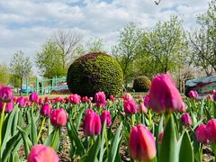 -北京国际鲜花港