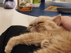-平行世界·猫咖(首经贸店)