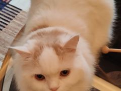 -贝康宠物医院·犬猫全科·小动物特色诊疗中心(东环路店)