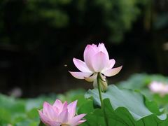-莫催咖啡
