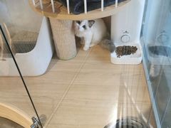 -PETKIT 小佩宠物·低压洗护·美容·寄养(安远店)