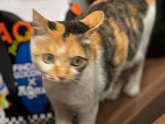 -Again Coffee Roaster(香蜜湖店)