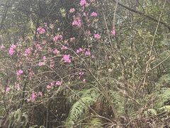 -北仑森林植物园