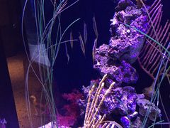 西雅图水族馆-西雅图水族馆