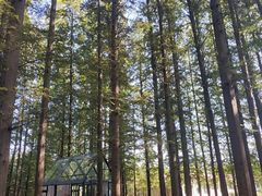 -日照海滨国家森林公园