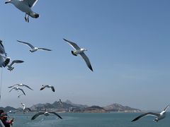 -海驴岛(荣成市)