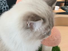 -瞄一喵猫咖(格力海岸店)