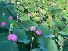 -莲花池公园
