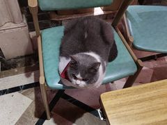 -猫色咖啡·猫咖