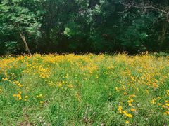 -西湖风景区-江洋畈生态公园