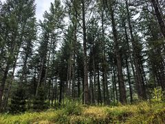 -御道口草原森林风景区