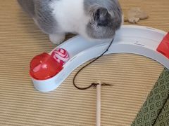 -猫在这儿猫咪咖啡馆·撸猫馆