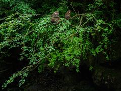 -西岭雪山大飞水景区