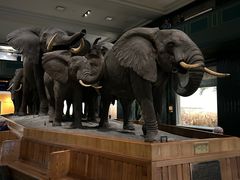 -美国自然历史博物馆