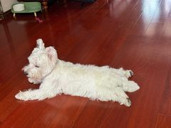 -瑞鹏宠物医院·宠保定点·心脏科·内科(御桥分院)